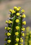 Euphorbia classenii Kasigau GPS183 Kenya 2014_1686.jpg